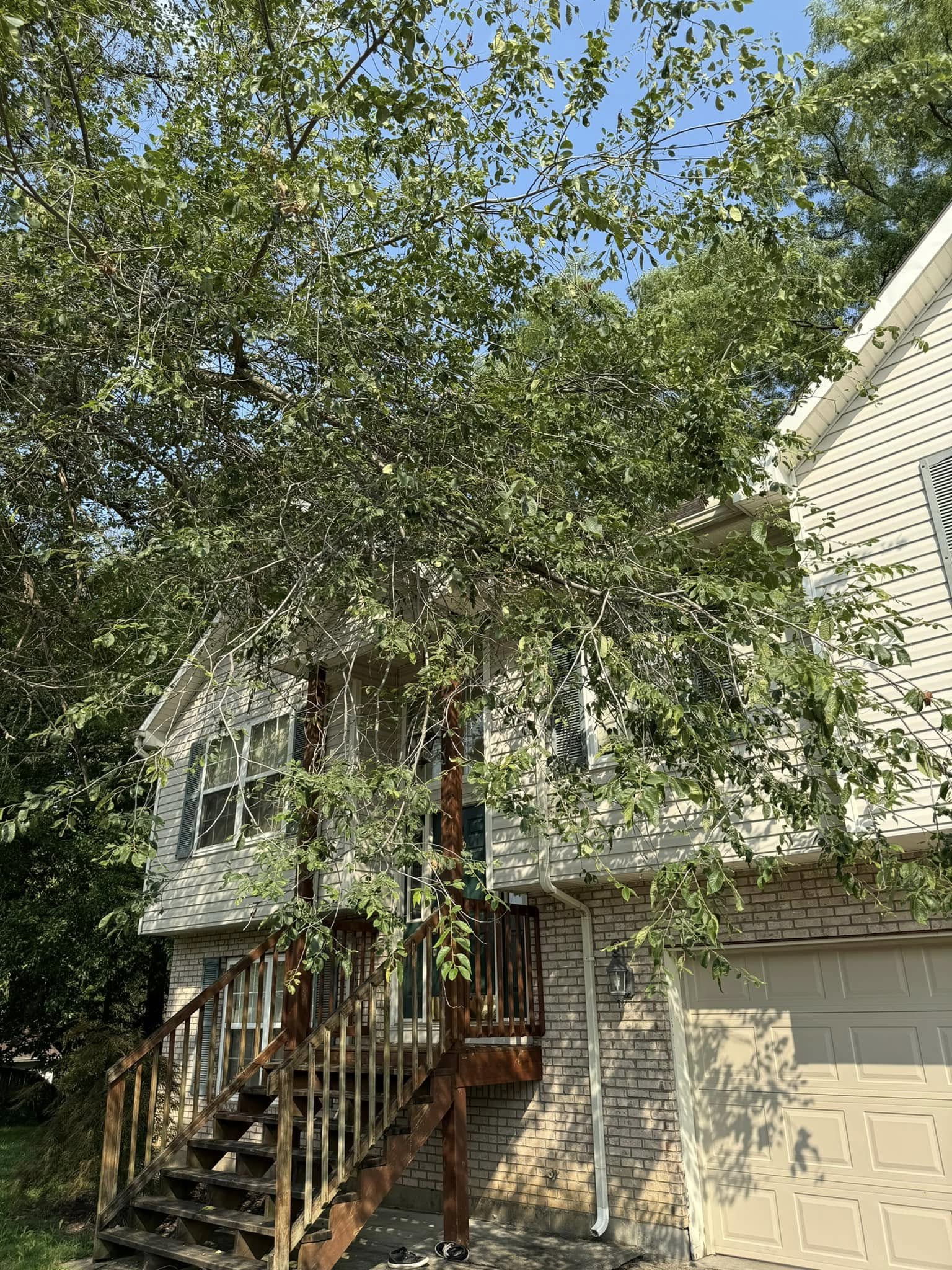 Tree trimming before